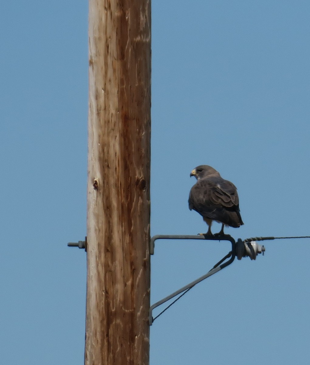 Swainson's Hawk - ML620802908