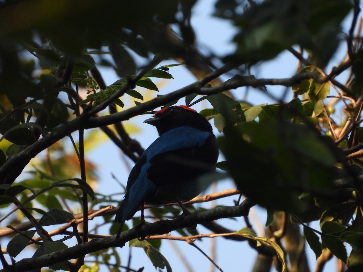 Swallow-tailed Manakin - ML620802909