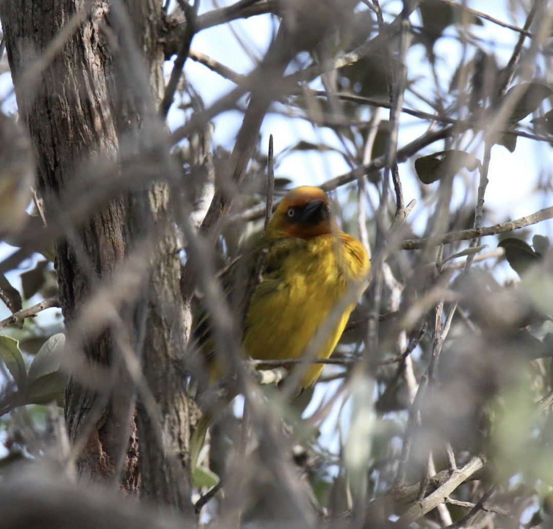 Cape Weaver - ML620802911