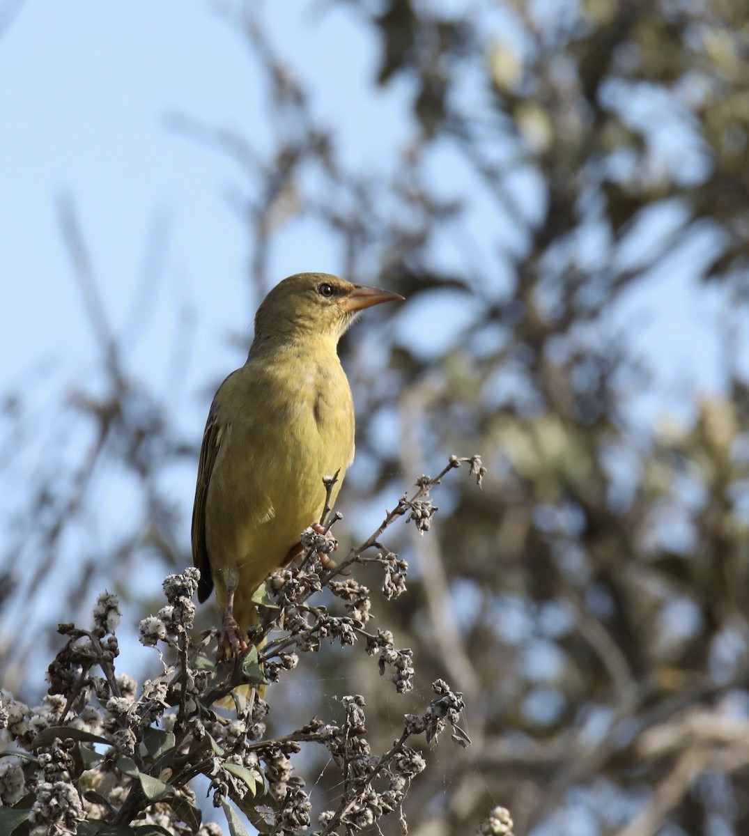 Cape Weaver - ML620802912