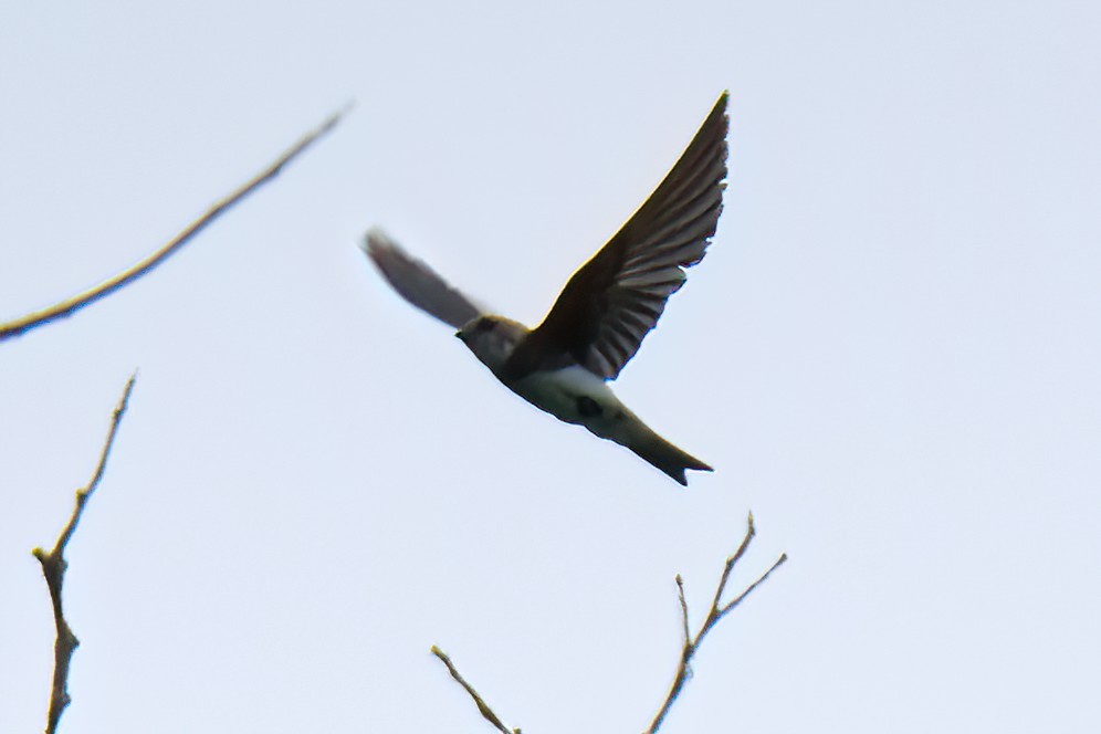 Bank Swallow - ML620802913