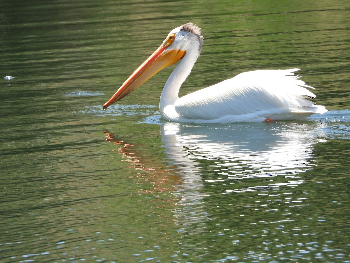 American White Pelican - ML620802915