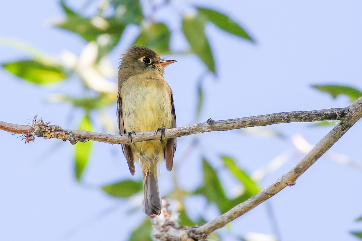 Western Flycatcher (Cordilleran) - ML620802917