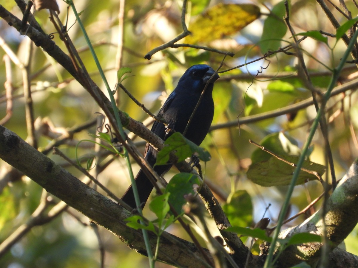 Ultramarine Grosbeak - ML620802922