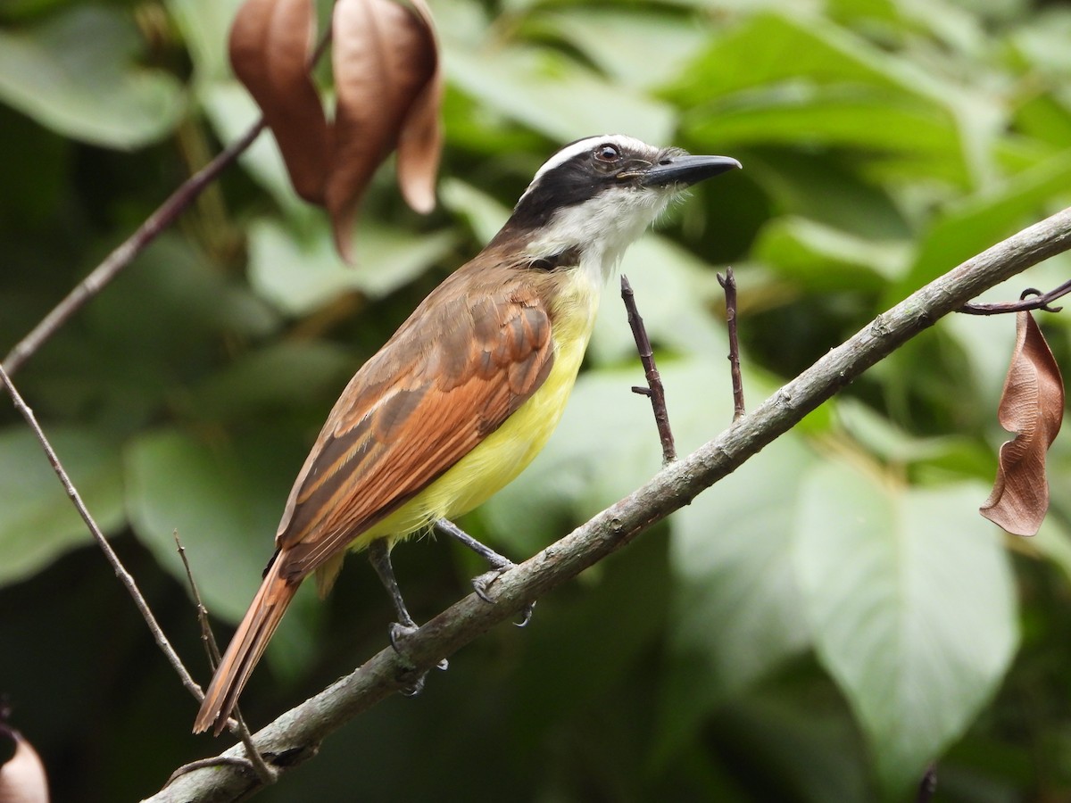 Great Kiskadee - ML620802923