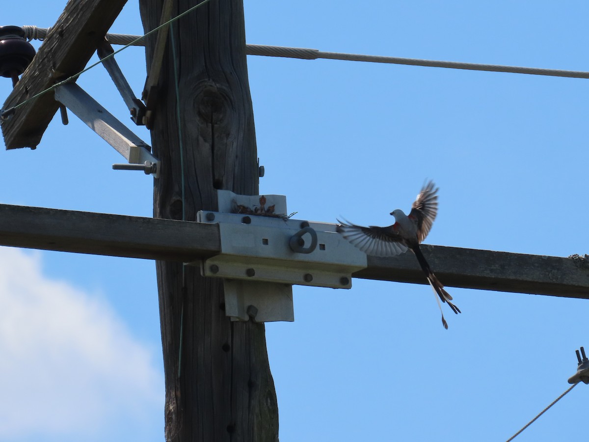 Scissor-tailed Flycatcher - ML620802925