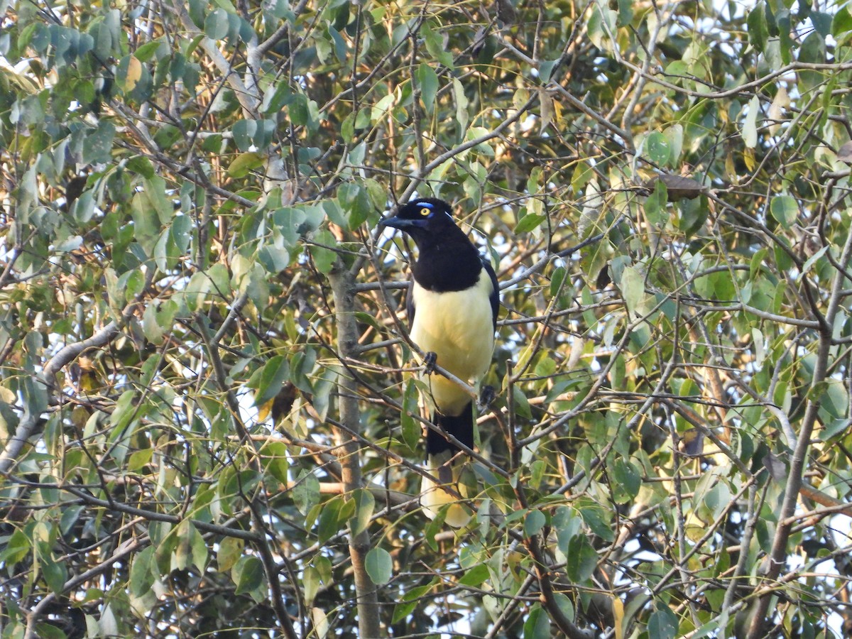 Plush-crested Jay - ML620802926