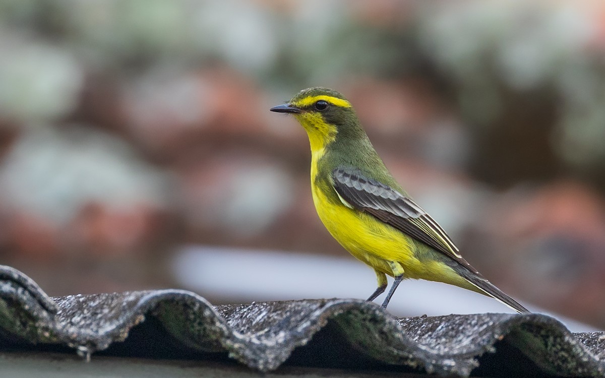 Yellow-browed Tyrant - ML620802927