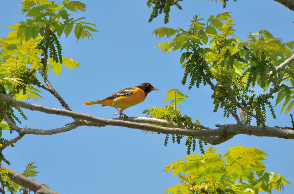 Baltimore Oriole - ML620802929