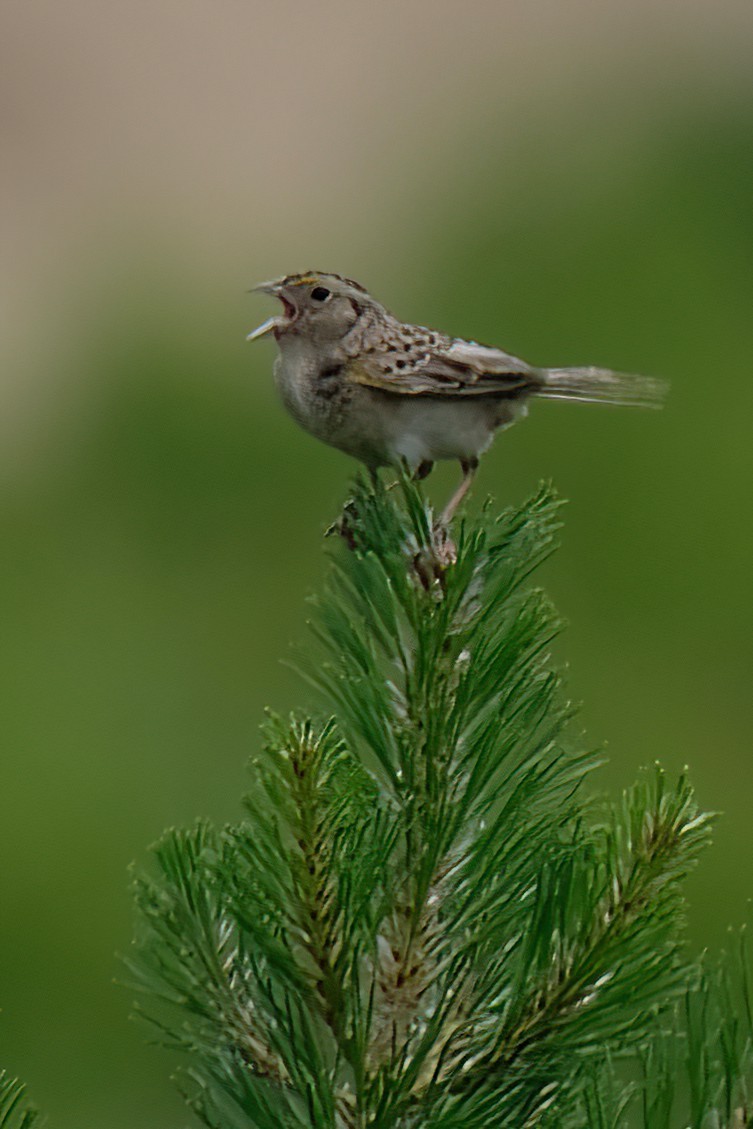 Grasshopper Sparrow - ML620802936