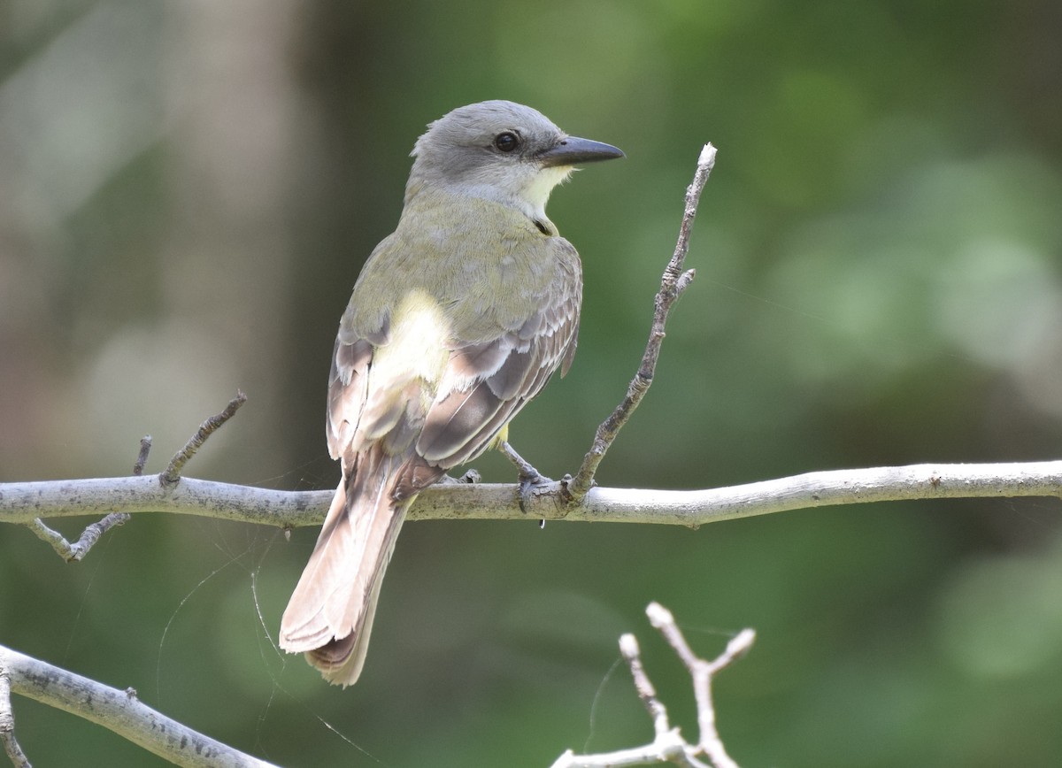 Couch's Kingbird - Dimitris Dimopoulos