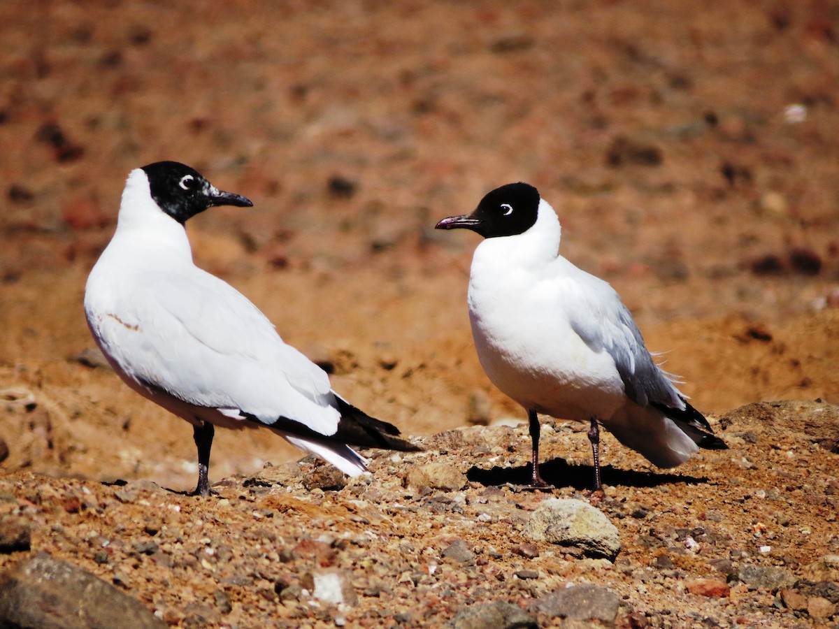 Andean Gull - ML620802952