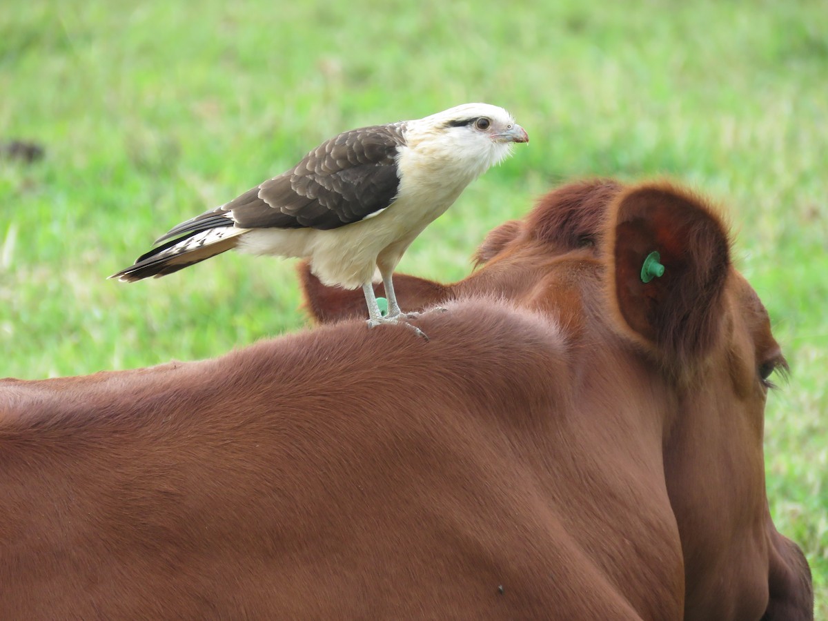 Yellow-headed Caracara - ML620802958