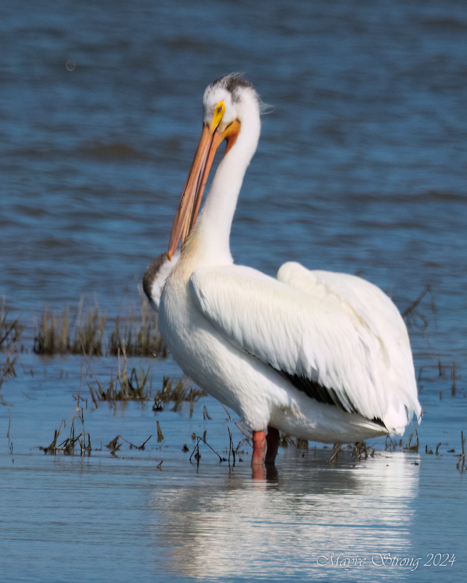 American White Pelican - ML620802960