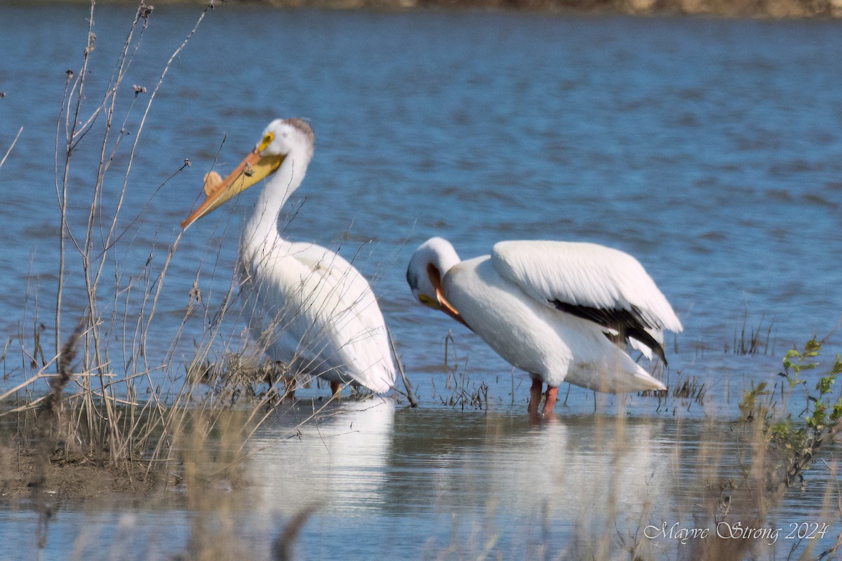 American White Pelican - ML620802961