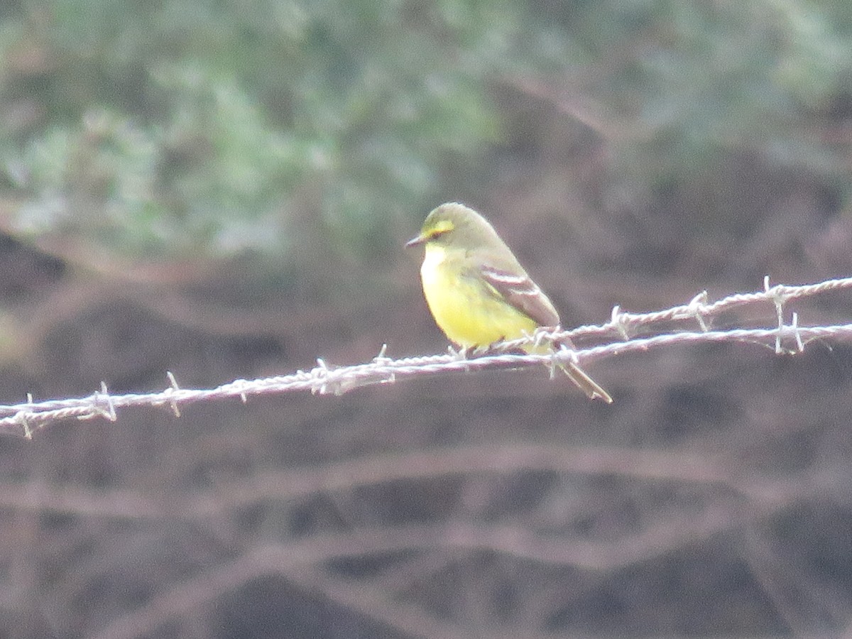 Yellow-browed Tyrant - Letícia Matheus Baccarin