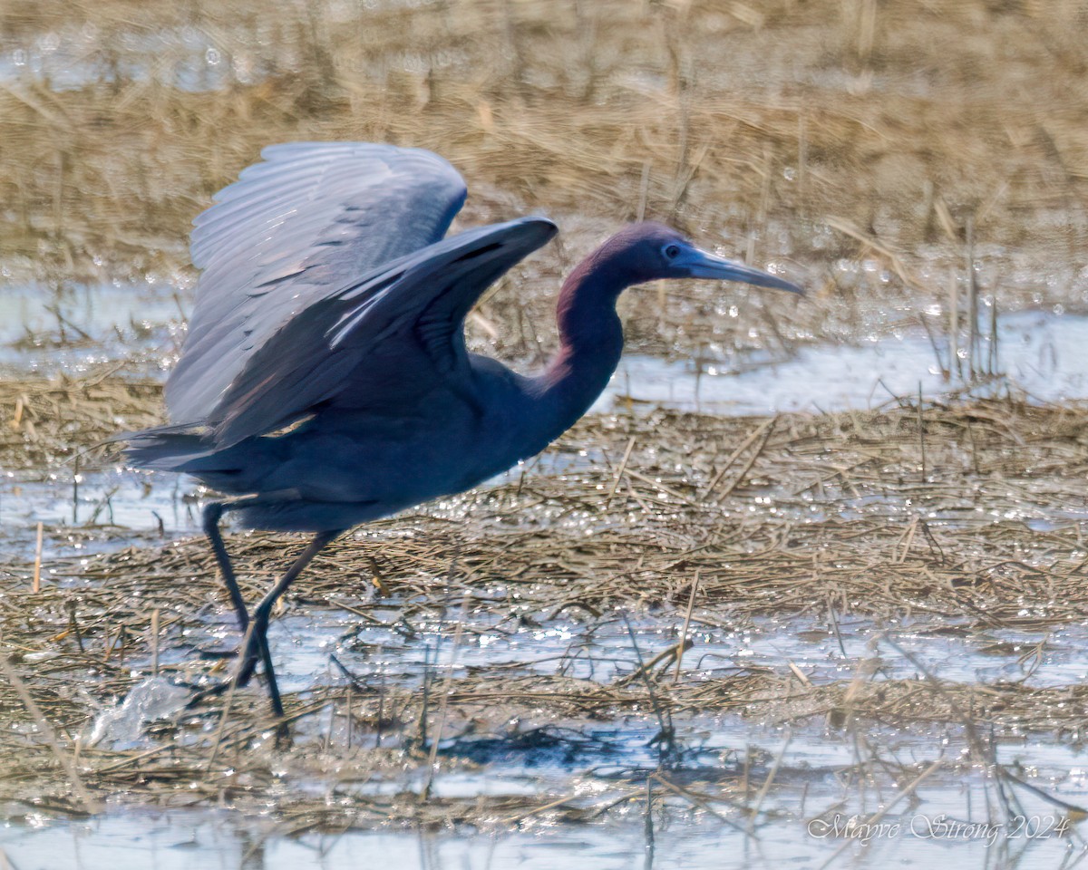 Little Blue Heron - ML620802964