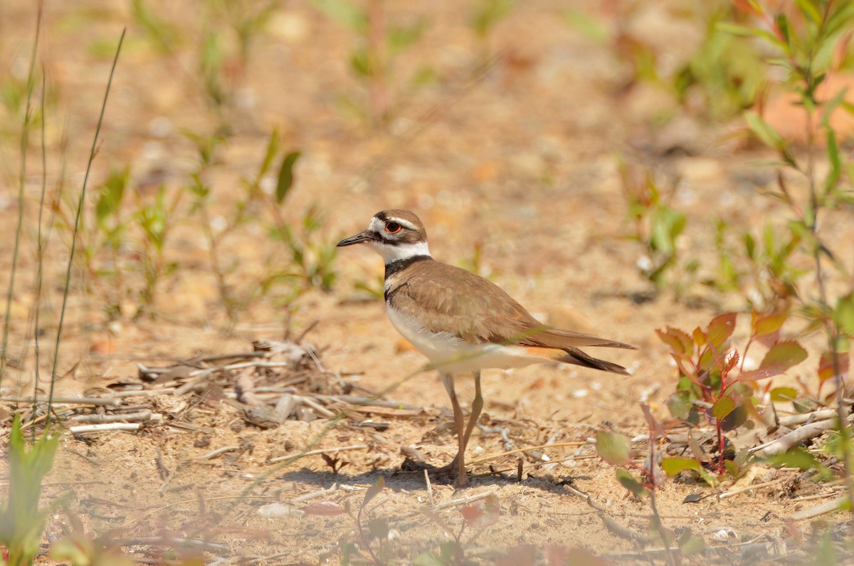 Killdeer - ML620802965