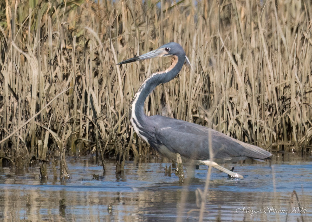 サンショクサギ - ML620802968