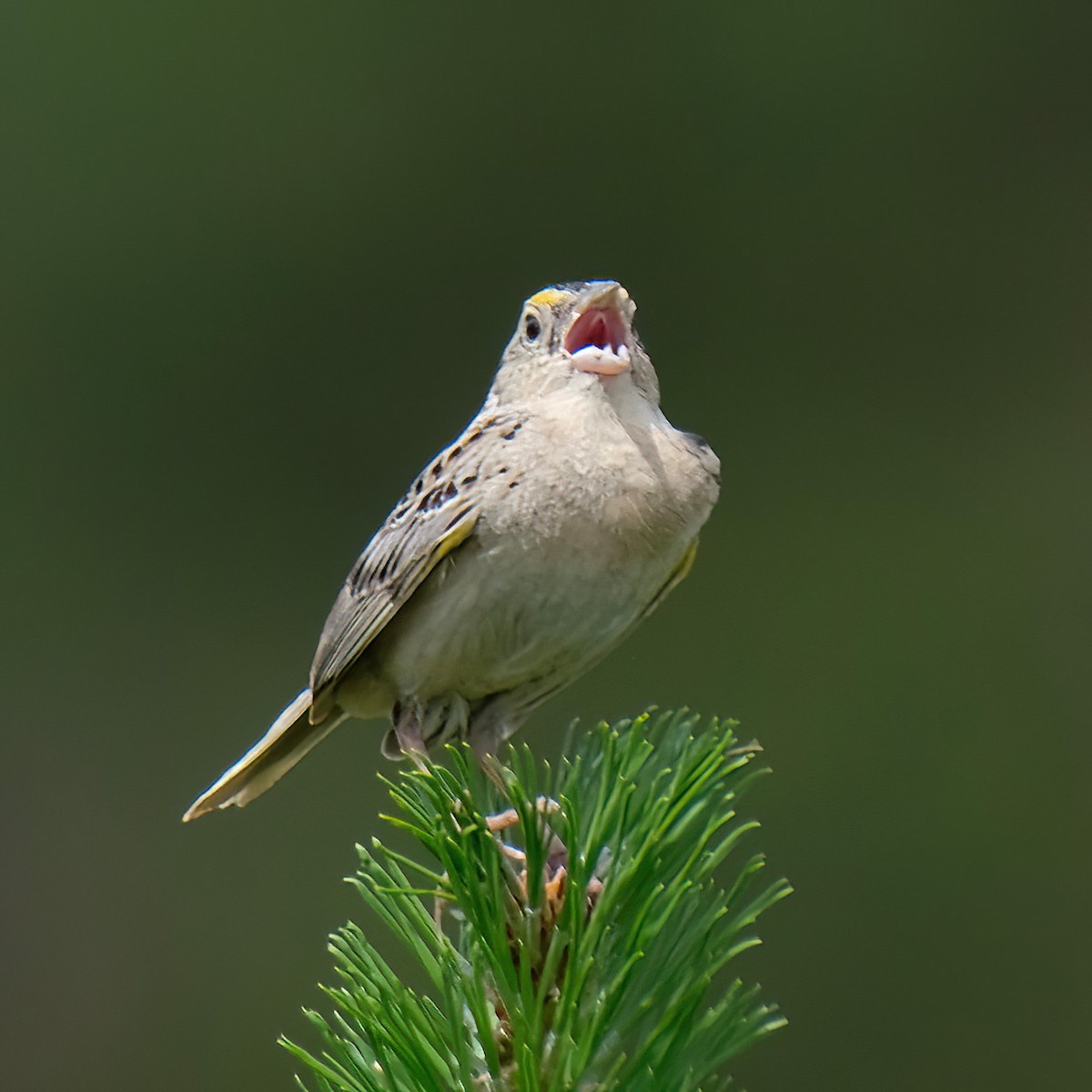 Grasshopper Sparrow - ML620802969