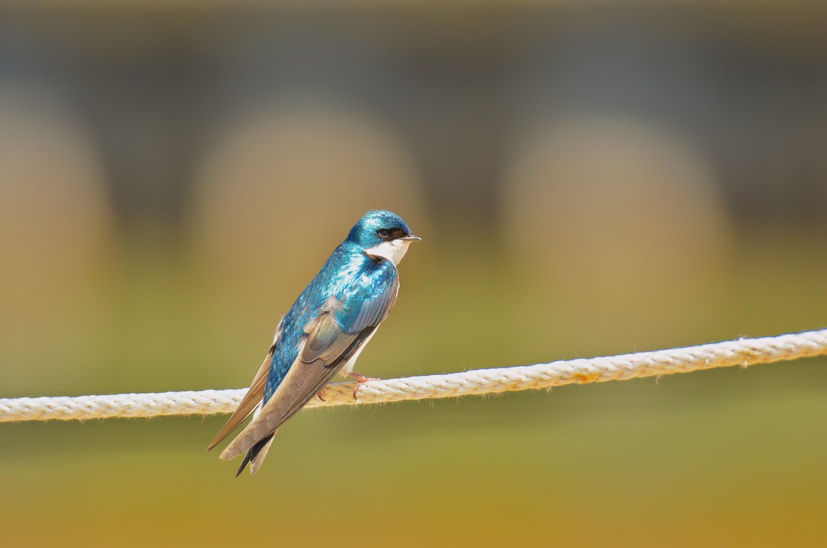 Tree Swallow - ML620802970