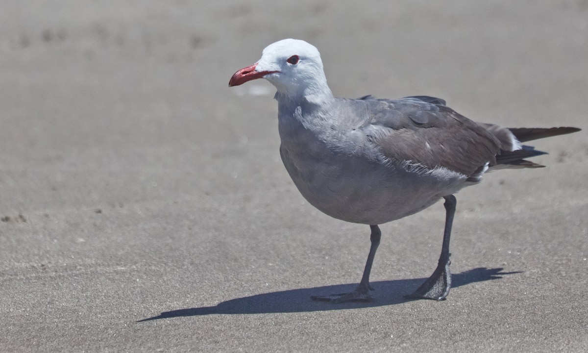 Heermann's Gull - ML620802972