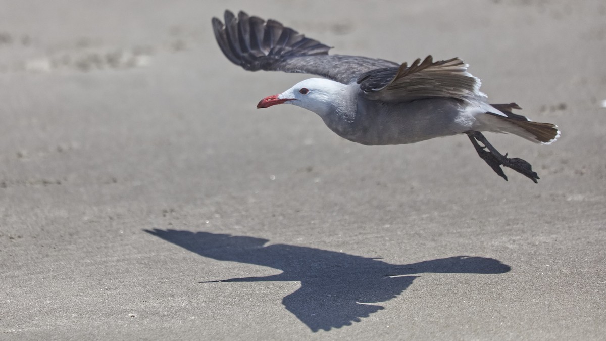 Heermann's Gull - Joel Weatherly