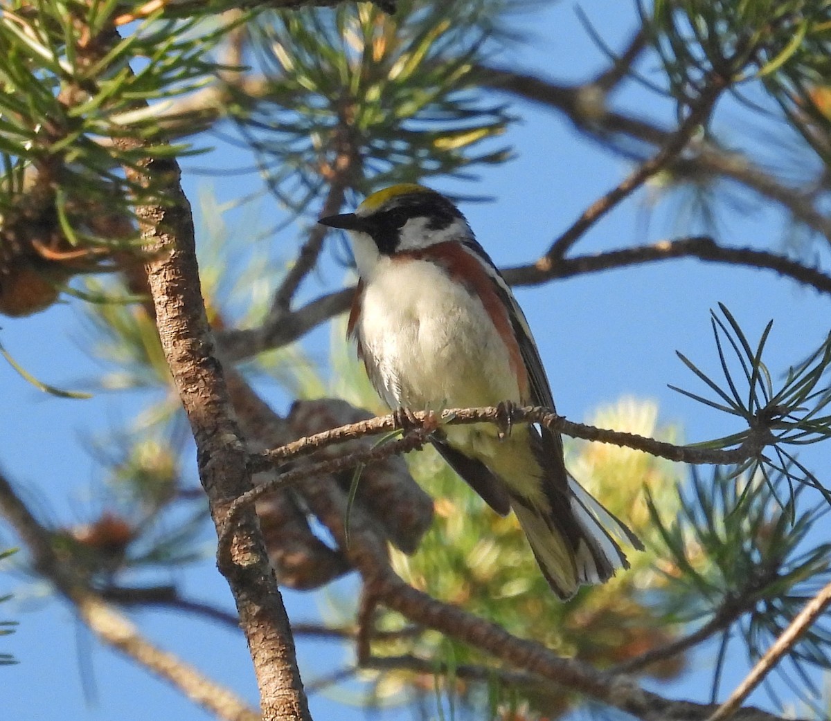 Chestnut-sided Warbler - Tresa Moulton