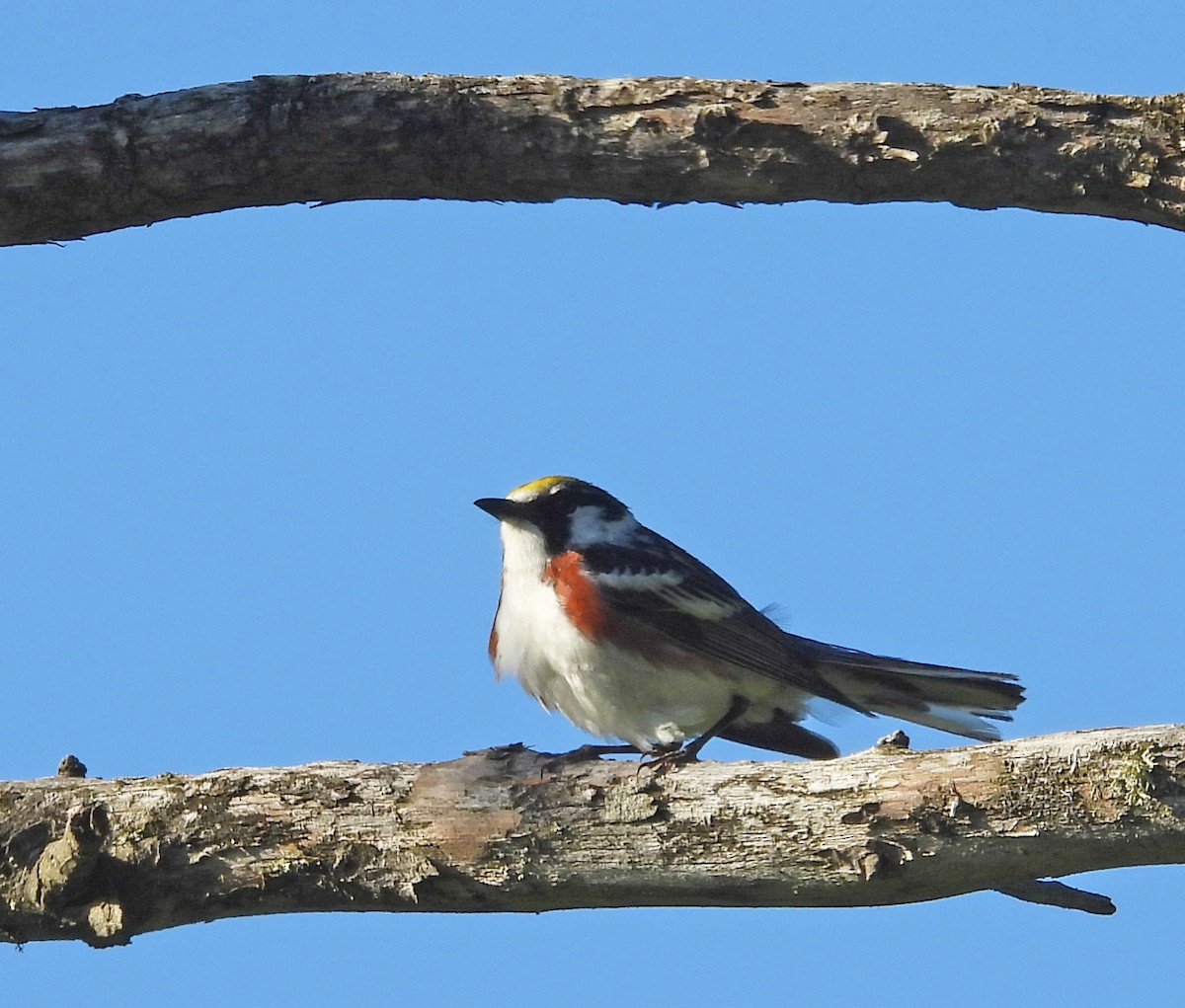 Chestnut-sided Warbler - ML620802975