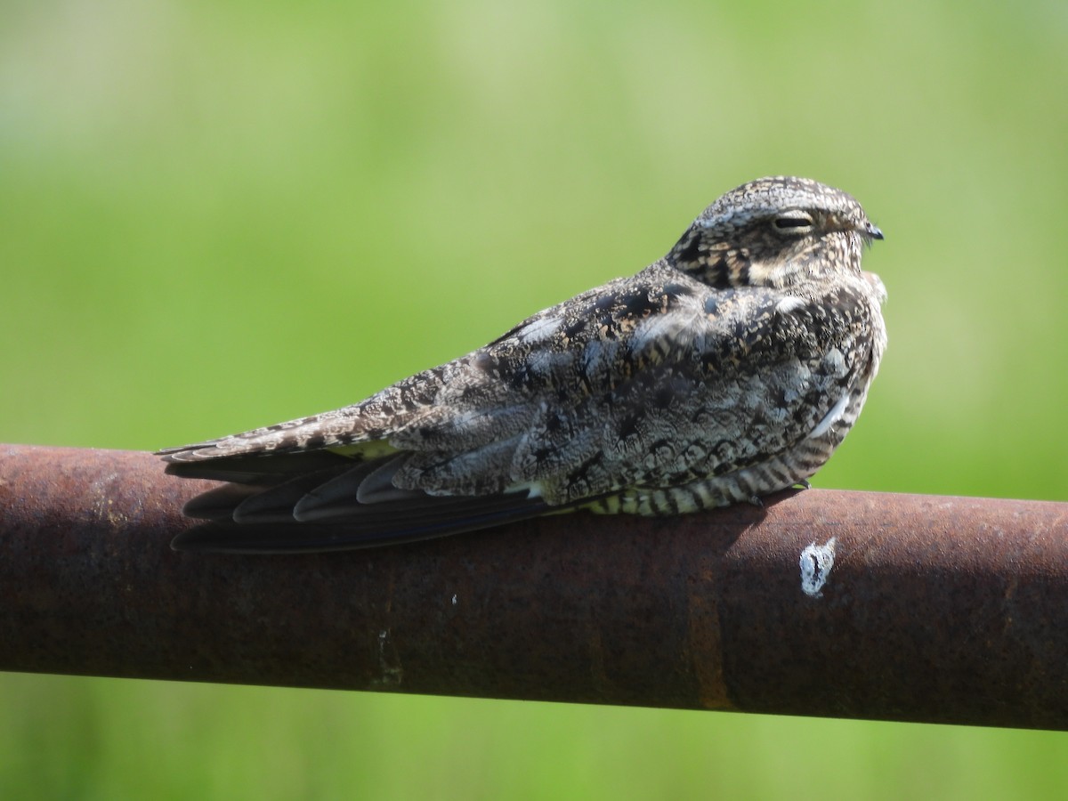 Common Nighthawk - ML620802977