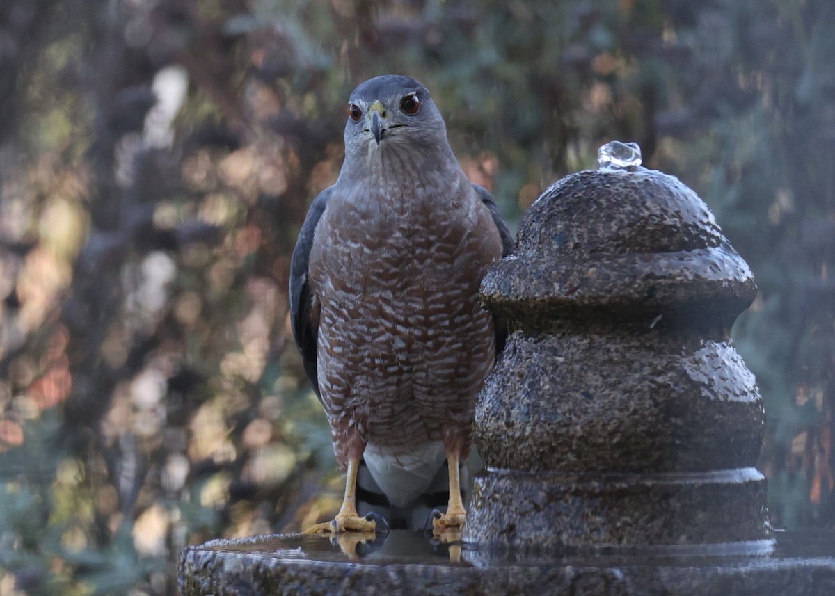 Cooper's Hawk - ML620802979