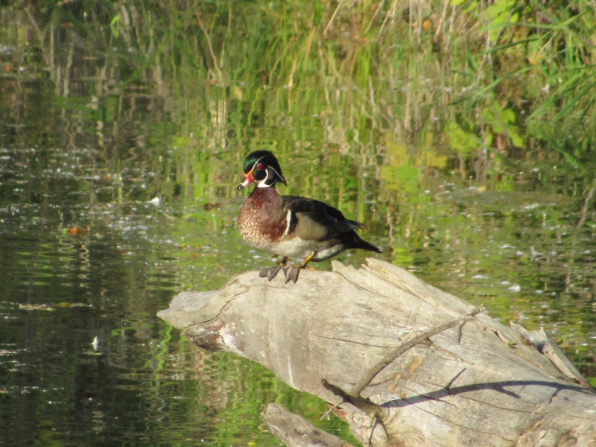 Wood Duck - ML620802982