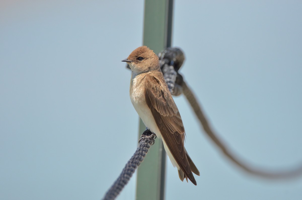 Northern Rough-winged Swallow - ML620802987