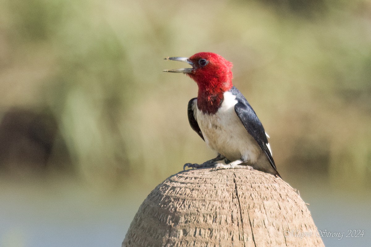 Red-headed Woodpecker - ML620803002
