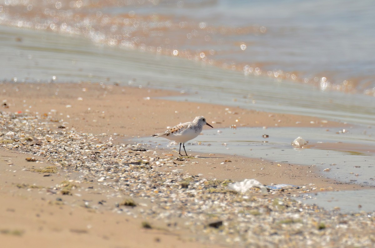 Sanderling - ML620803003