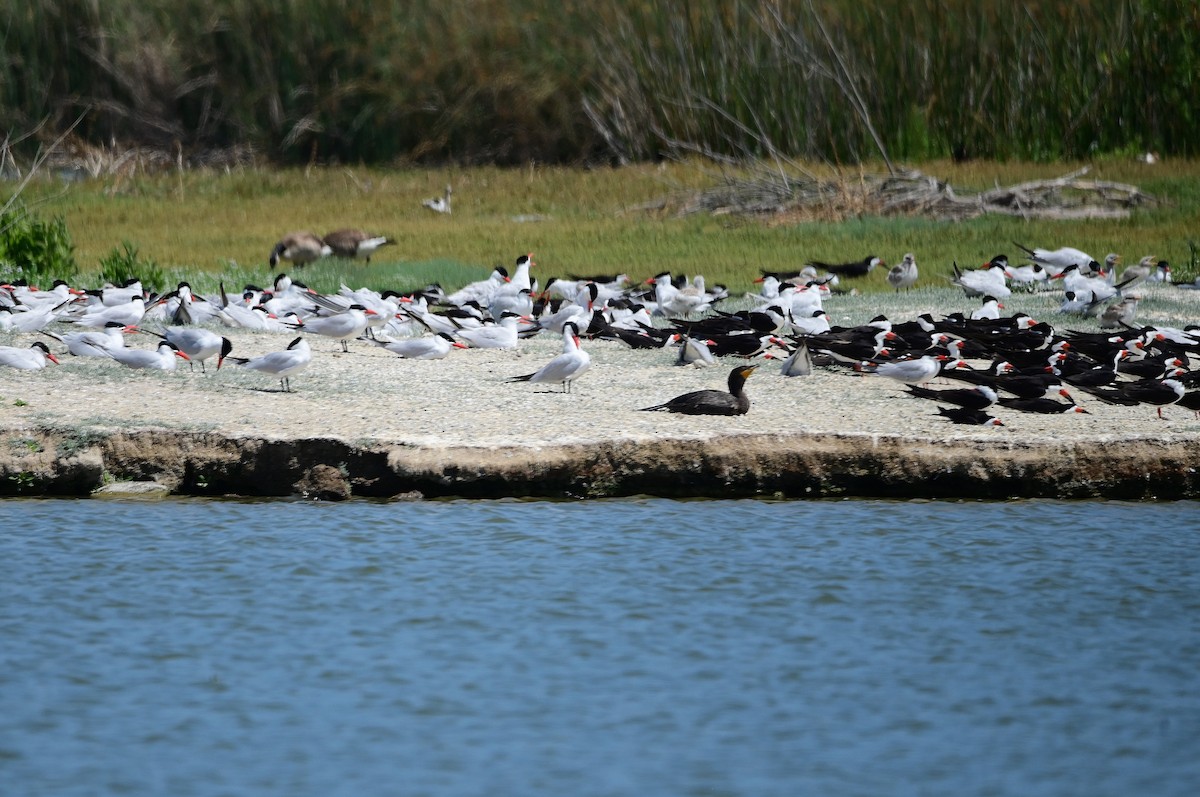 Black Skimmer - ML620803011