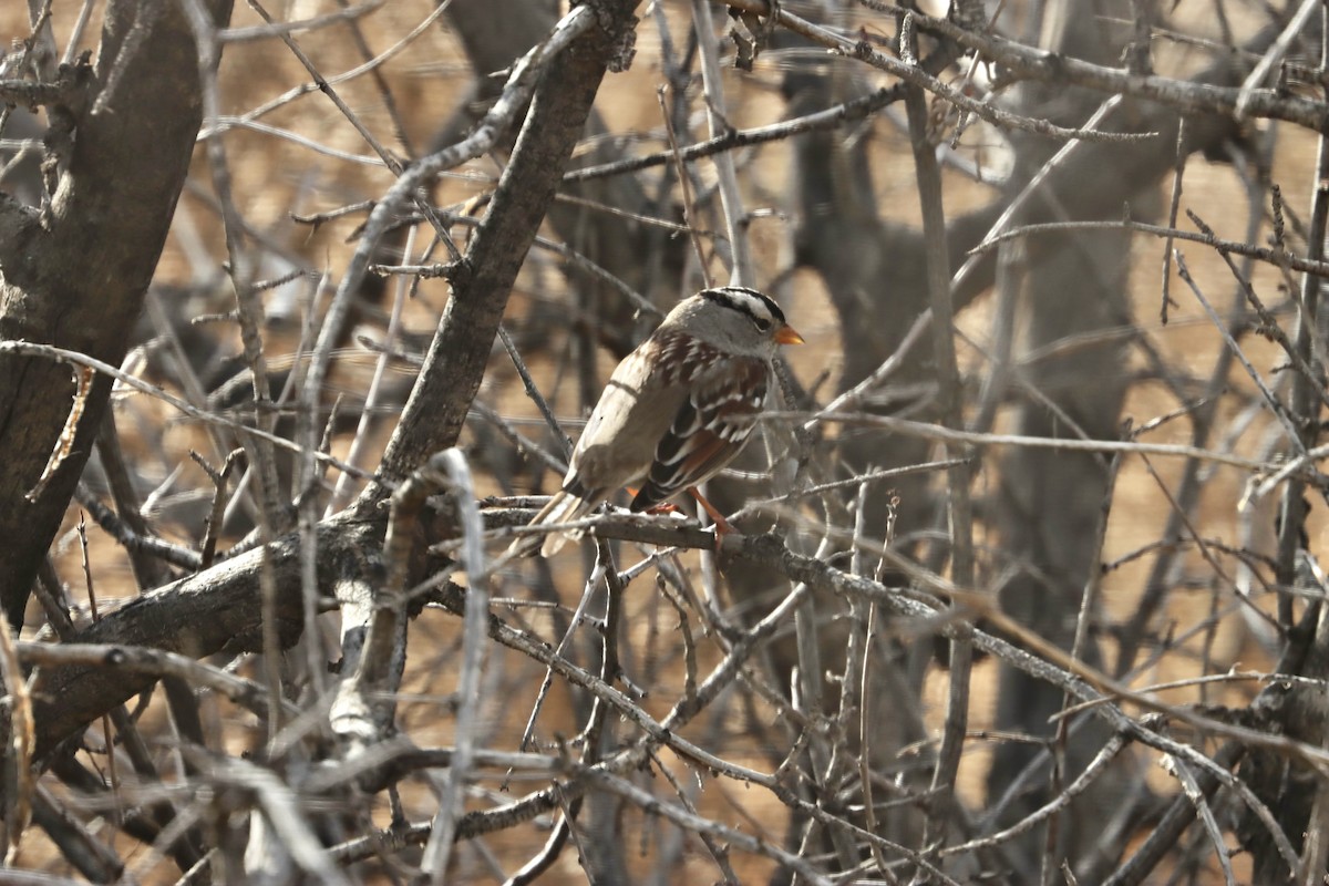 White-crowned Sparrow (Gambel's) - ML620803013