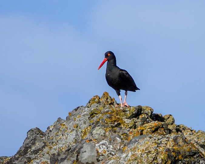 Black Oystercatcher - ML620803015