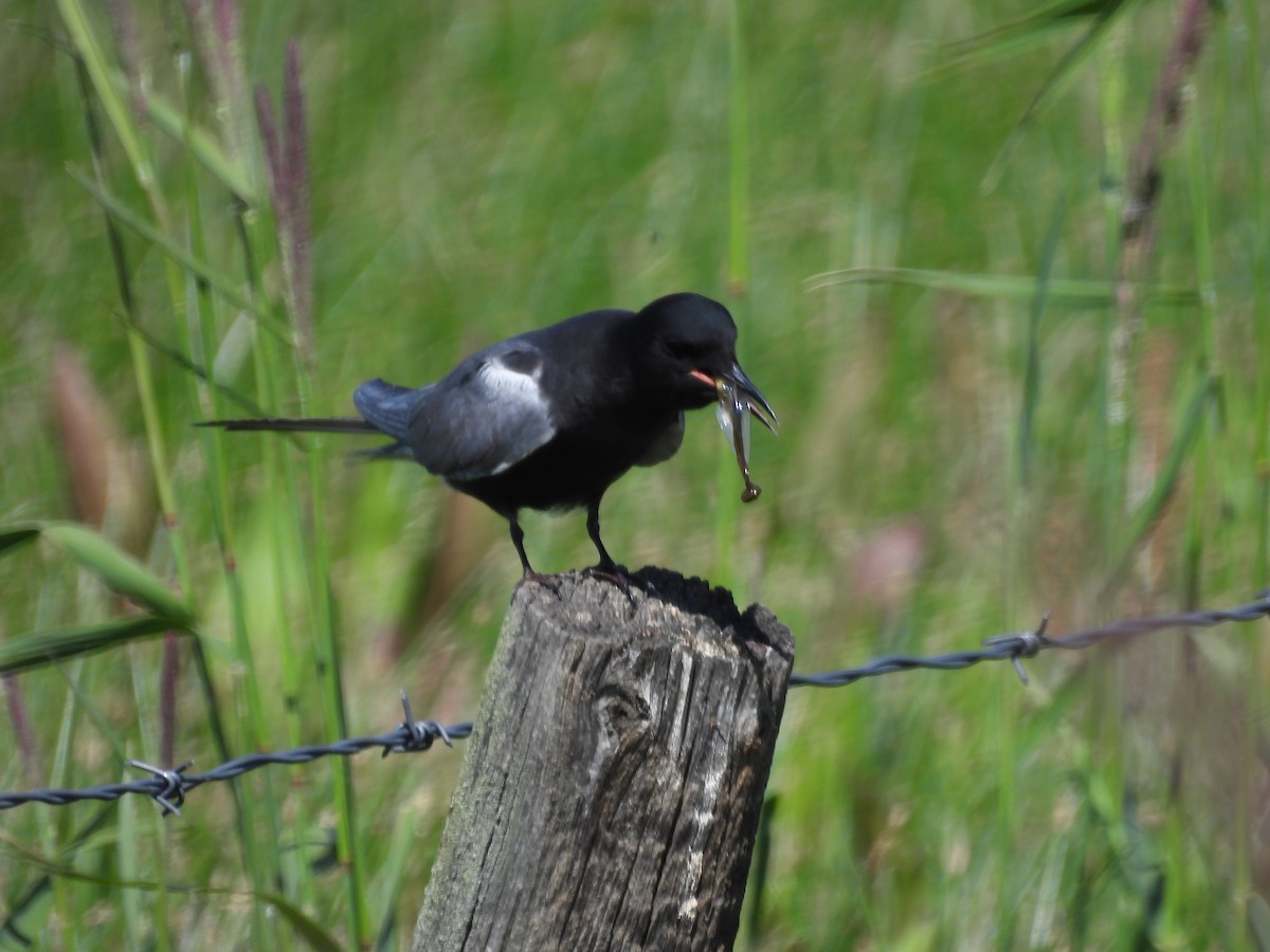 Black Tern - ML620803019