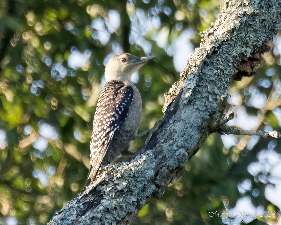 Red-bellied Woodpecker - ML620803024