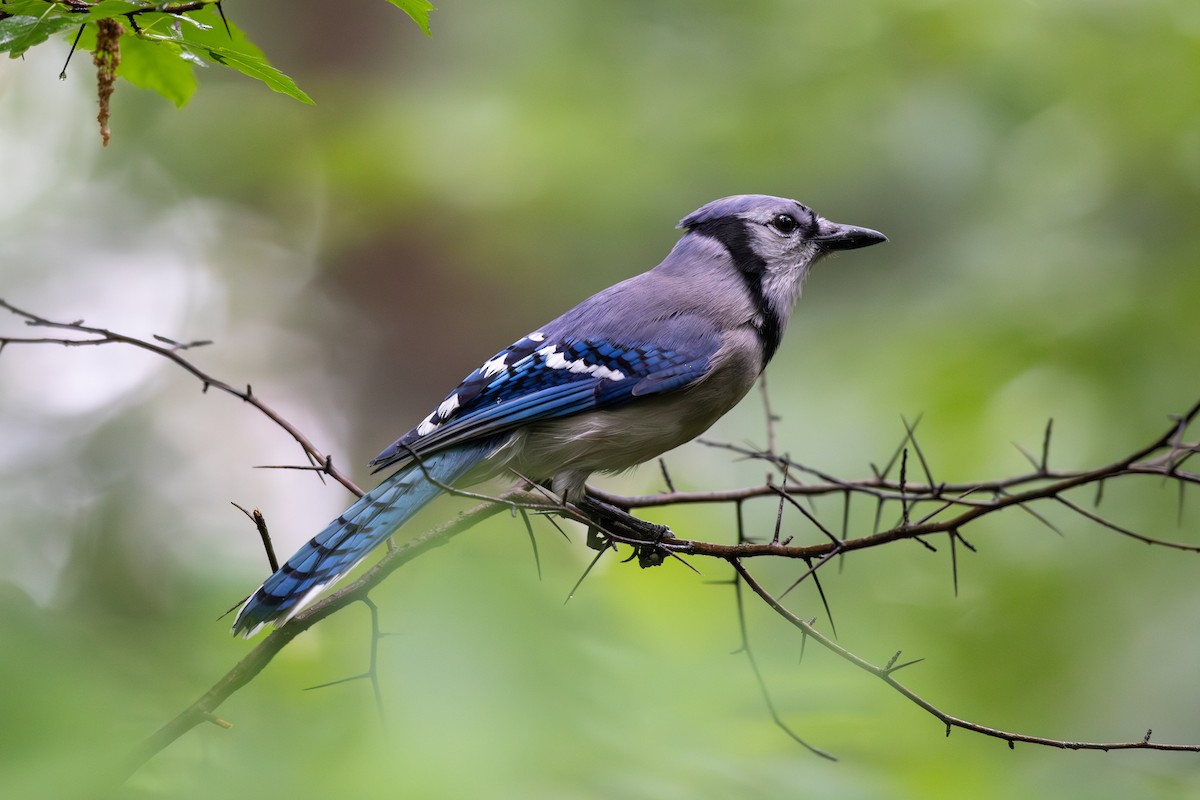 Blue Jay - ML620803026