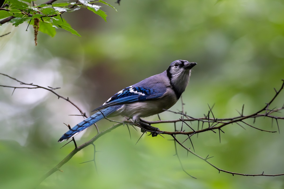 Blue Jay - ML620803027