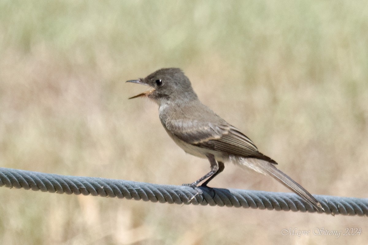 Eastern Phoebe - ML620803036