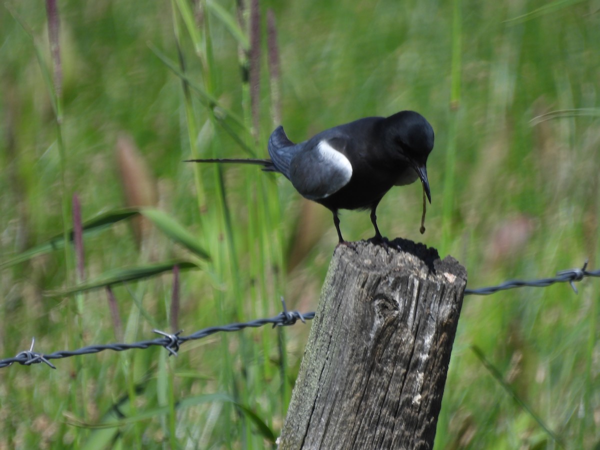 Black Tern - ML620803038