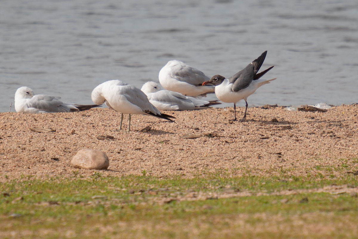 Gaviota Guanaguanare - ML620803039