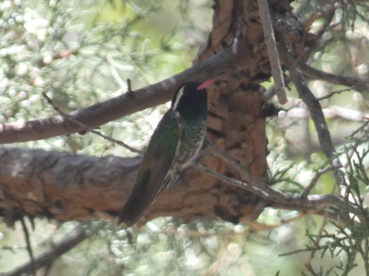 White-eared Hummingbird - ML620803040