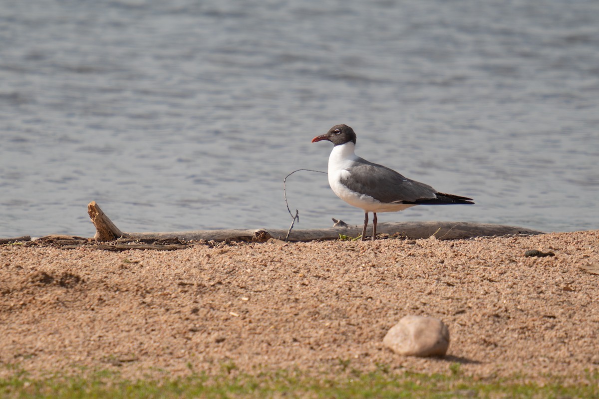 Gaviota Guanaguanare - ML620803041