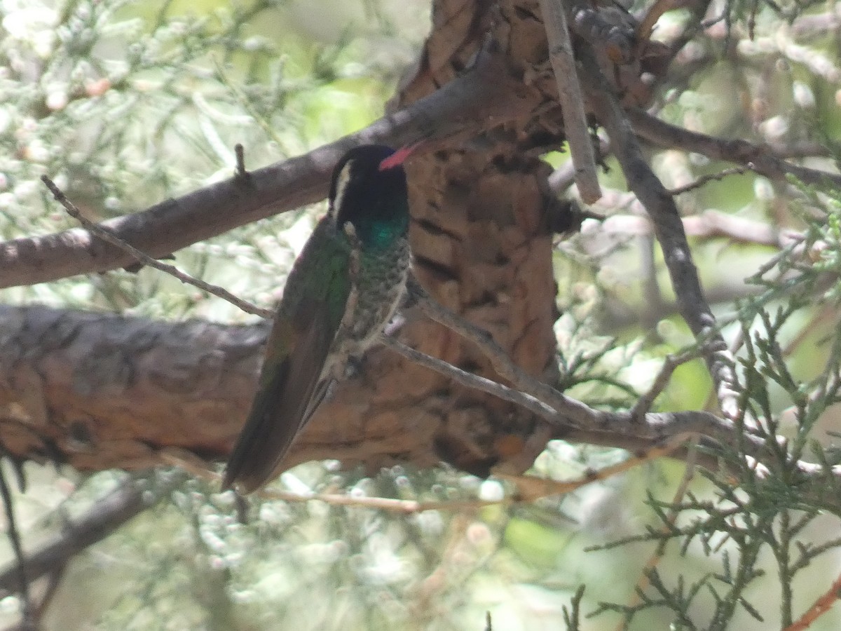 White-eared Hummingbird - Konstantin Iordanov