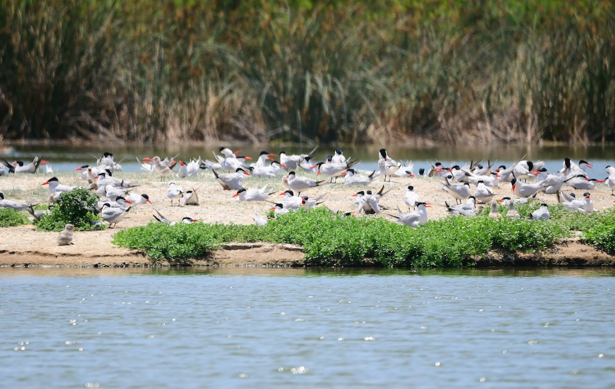 Caspian Tern - Scott Jack