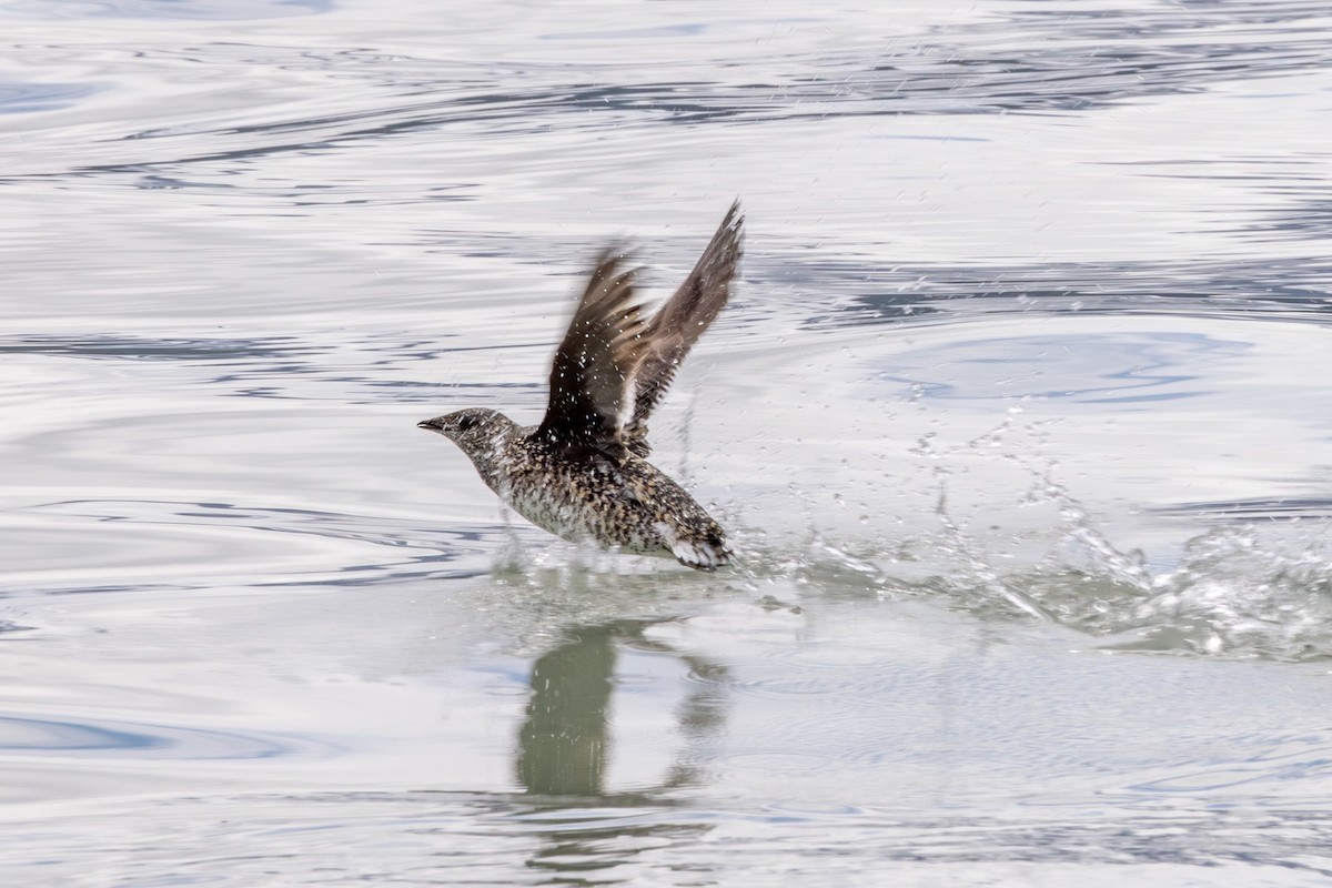 Kittlitz's Murrelet - Philip Kline